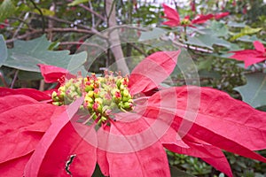 Poinsettia - Euphorbia pulcherrima flower photo