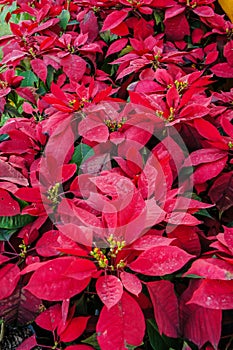 Poinsettia flower