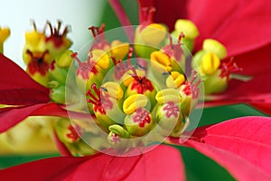 Poinsettia flower