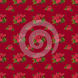 Poinsettia flower Christmas decoration seamless vector pattern in traditional colors