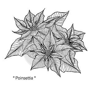 Poinsettia flower drawing illustration. Black and white with line art.