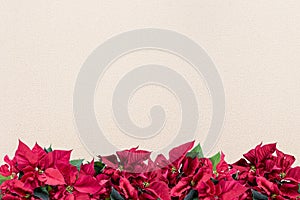 Poinsettia flower frame on the bottom over a white surface - great for framing a picture or text