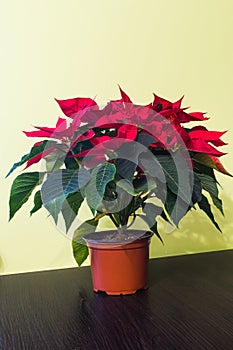 Poinsettia flower indoor.