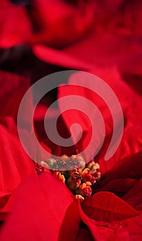 Poinsettia flower Petals background