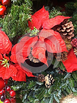 Poinsettia flower