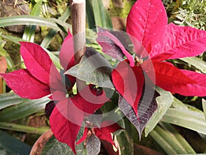 poinsettia flower red leaf in garden