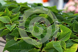 Poinsettia flower seedlings. Small plants of poinsettia or christmas star. Plants nursery in a greenhouse