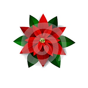 Poinsettia flower, symbol of Christmas