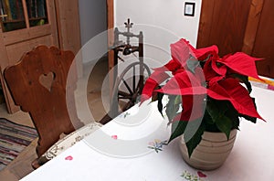 Poinsettia flower in traditional vintage room