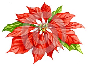 Poinsettia Flower Watercolor