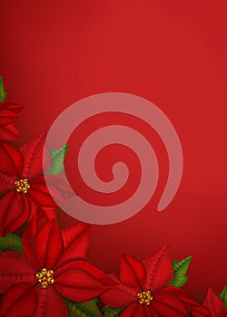 Poinsettia flowers background photo