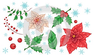 Poinsettia Flowers and Christmas Floral Elements. Vector