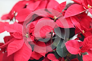 the Poinsettia Flowers Closeup at outdoor park