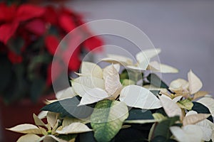 the Poinsettia Flowers Closeup at outdoor park