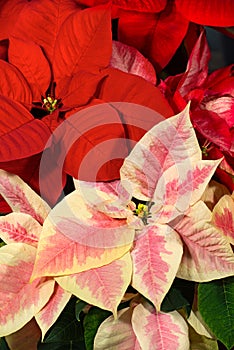 Poinsettia Flowers - Euphorbia Pulcherrima