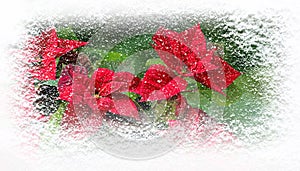 Poinsettia flowers or Flor de Pascua in winter covered with snowfall greating card photo
