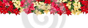 Poinsettia flowers garland. Christmas border decoration isolated