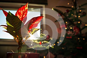 Poinsettia in focus with Christmas background