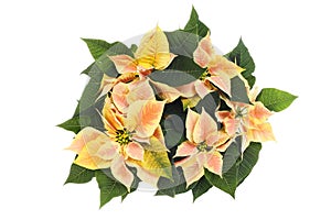 Poinsettia foliage isolated