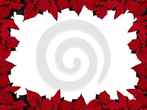 Poinsettia frame (rectangle)