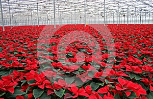 Poinsettia in greenhouse