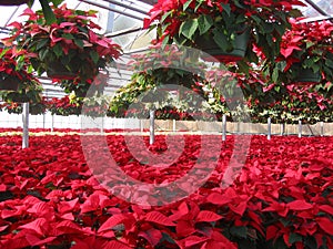 Poinsettia Grower's Greenhouse