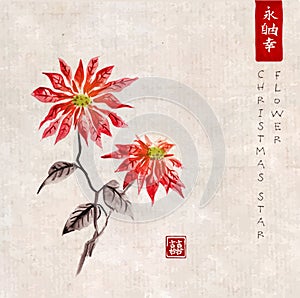 Poinsettia hand drawn with ink on vintage background. Christmas star flower. Traditional oriental ink painting sumi-e, u