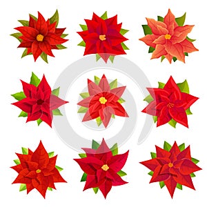 Poinsettia icons set, cartoon style