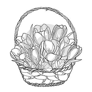 Vector spring bouquet with outline crocus or saffron flower in wicker basket in black isolated on white background.