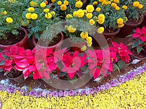 Poinsettia & marigold flowers in the garden-1