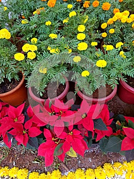 Poinsettia & marigold flowers in the garden-2