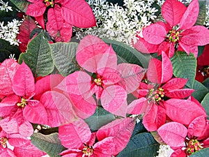 POINSETTIA in the morning