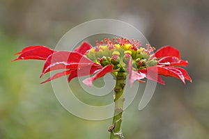 Poinsettia outdoor