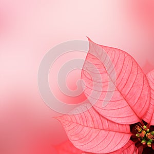 Poinsettia pink leaf