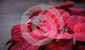 Poinsettia plant with red foliage