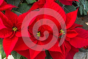 Poinsettia plants in bloom as Christmas decorations