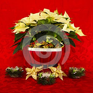 Poinsettia in a Red Basket with Candles
