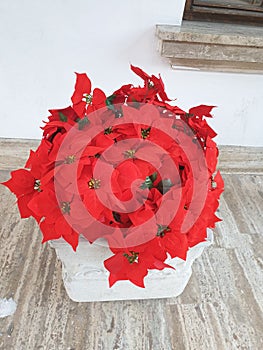 Poinsettia - red, beutifull flowers photo