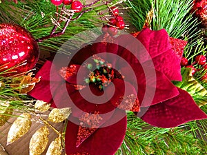Poinsettia red Christmas