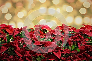 Poinsettia red christmas plant deco with lights