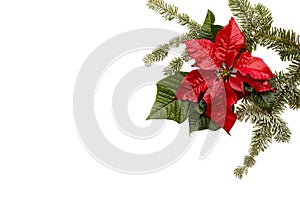 Poinsettia red flower with fir tree and snow on white background. Greetings Christmas card. Postcard. Christmastime. Red White and