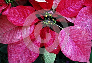 Poinsettia Red Flowers