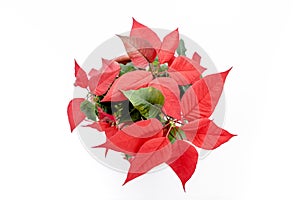 The poinsettia red flowers Euphorbia, The Flower of the Christmas, close up. flower isolated on white background