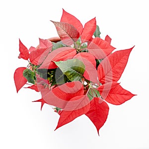 The poinsettia red flowers Euphorbia, The Flower of the Christmas, close up. flower isolated on white background