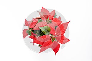 The poinsettia red flowers Euphorbia, The Flower of the Christmas, close up. flower isolated on white background