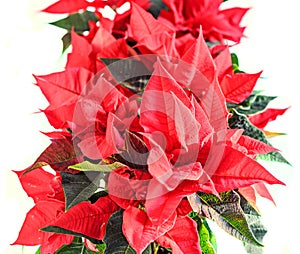 The poinsettia red flowers Euphorbia pulcherrima, The Flower of Christmas