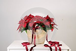 Poinsettia with red ribbons in a wicker basket