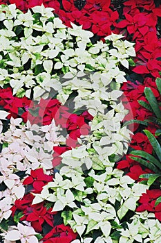 Poinsettia's