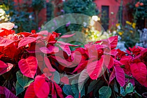 Poinsettia in the Singapore