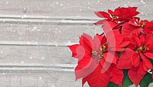 Poinsettia and snow. Christmas flower on wooden background